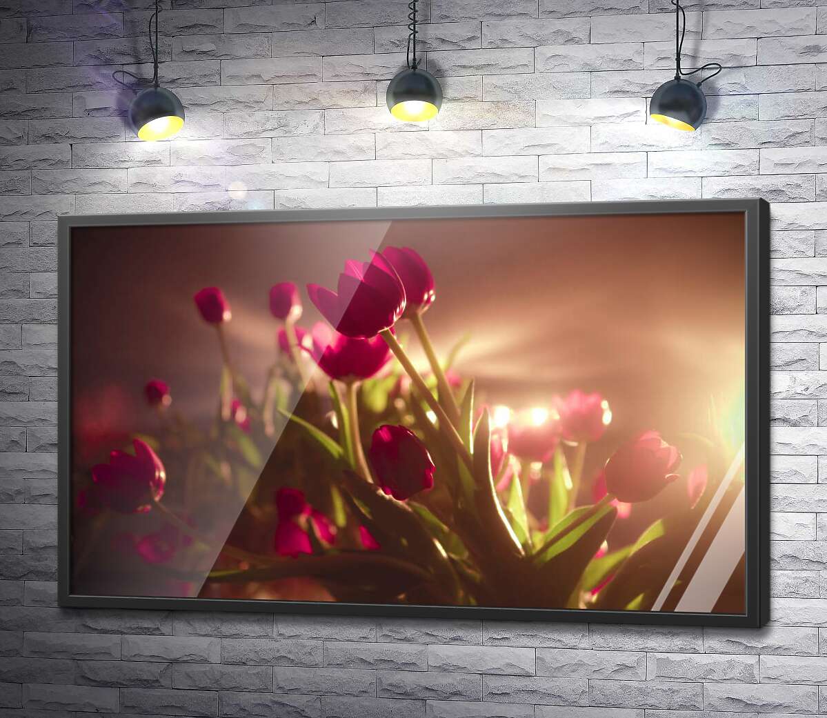 постер Малинові тюльпани в світлі прожекторів