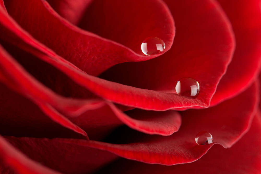 картина-постер Краплі води на трояндових пелюстках