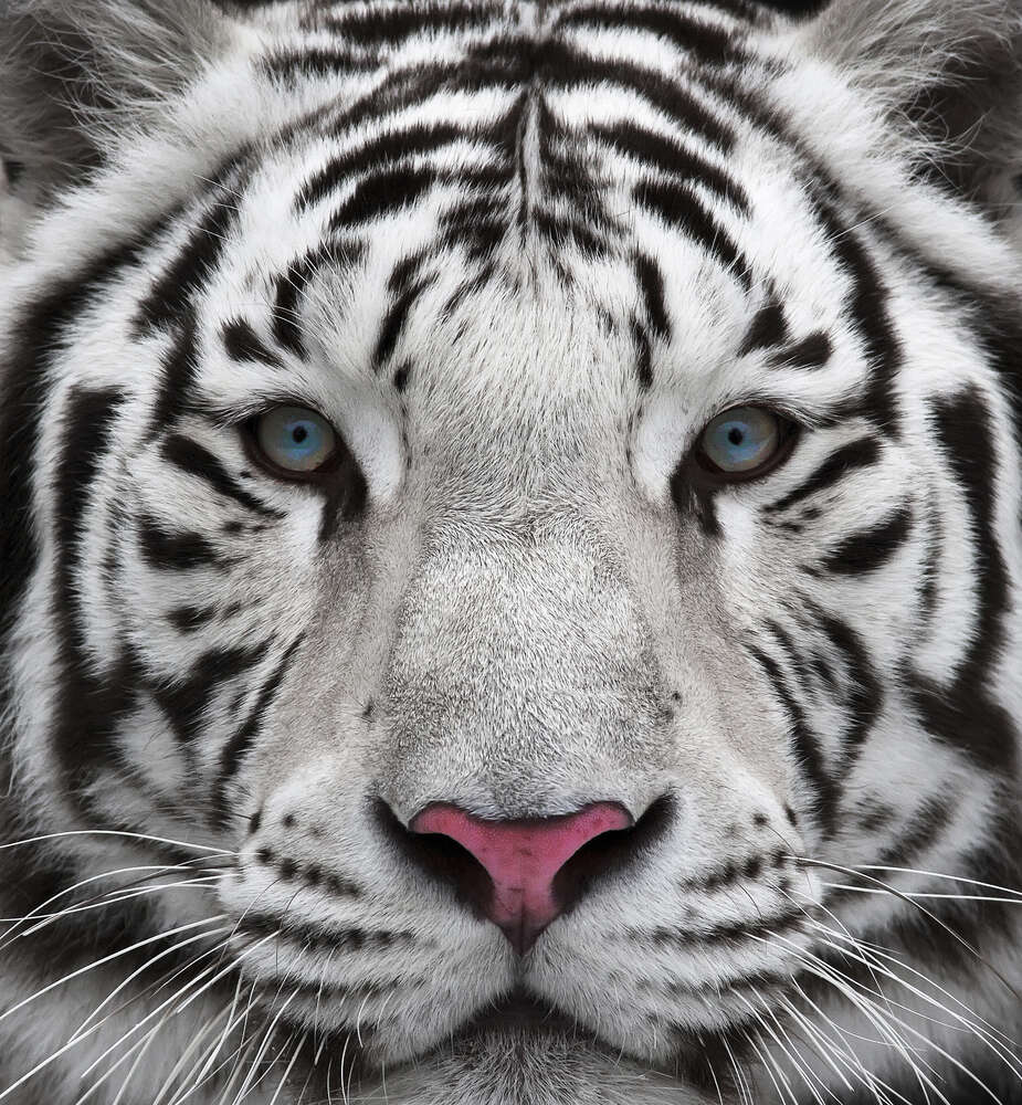 картина-постер Полосатая морда белого тигра