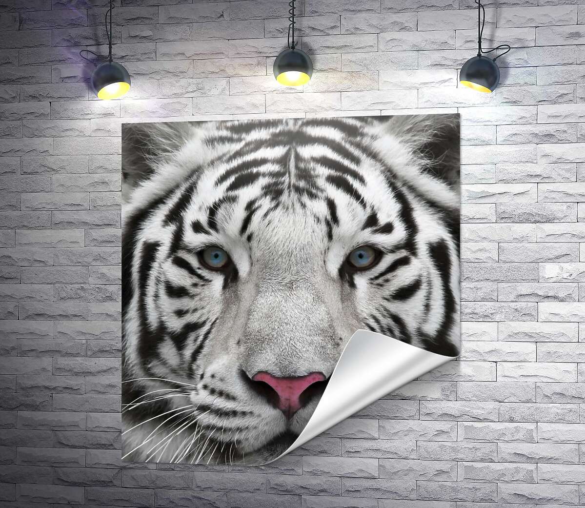 печать Полосатая морда белого тигра