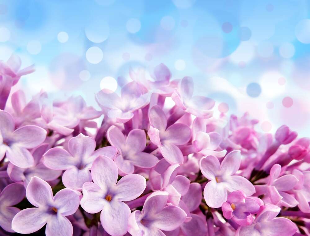 картина-постер Весняний настрій в квітах бузку