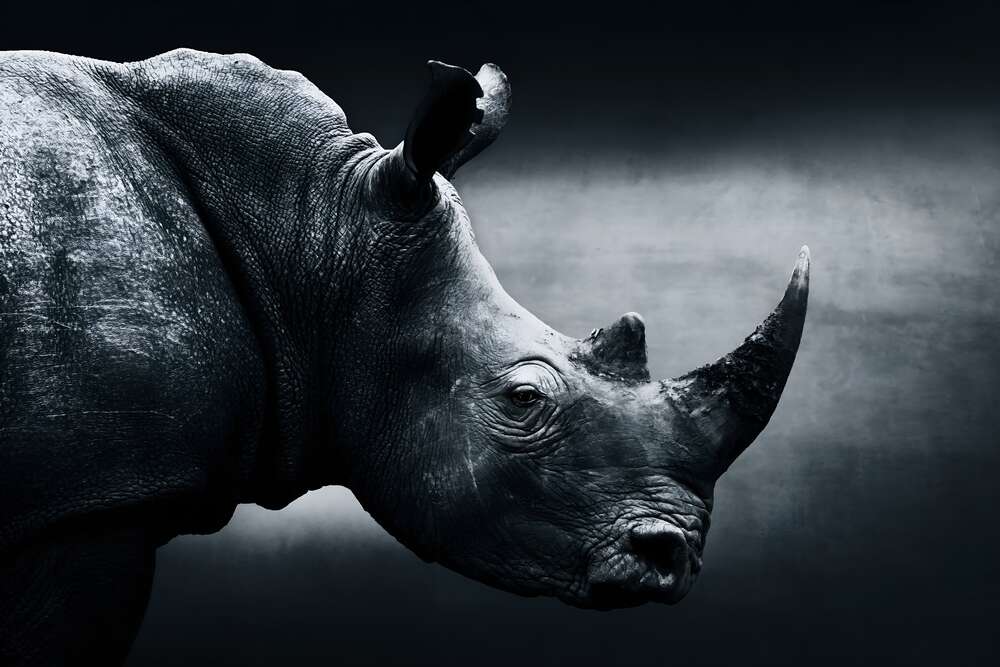 картина-постер Чорно-білий портрет носорога