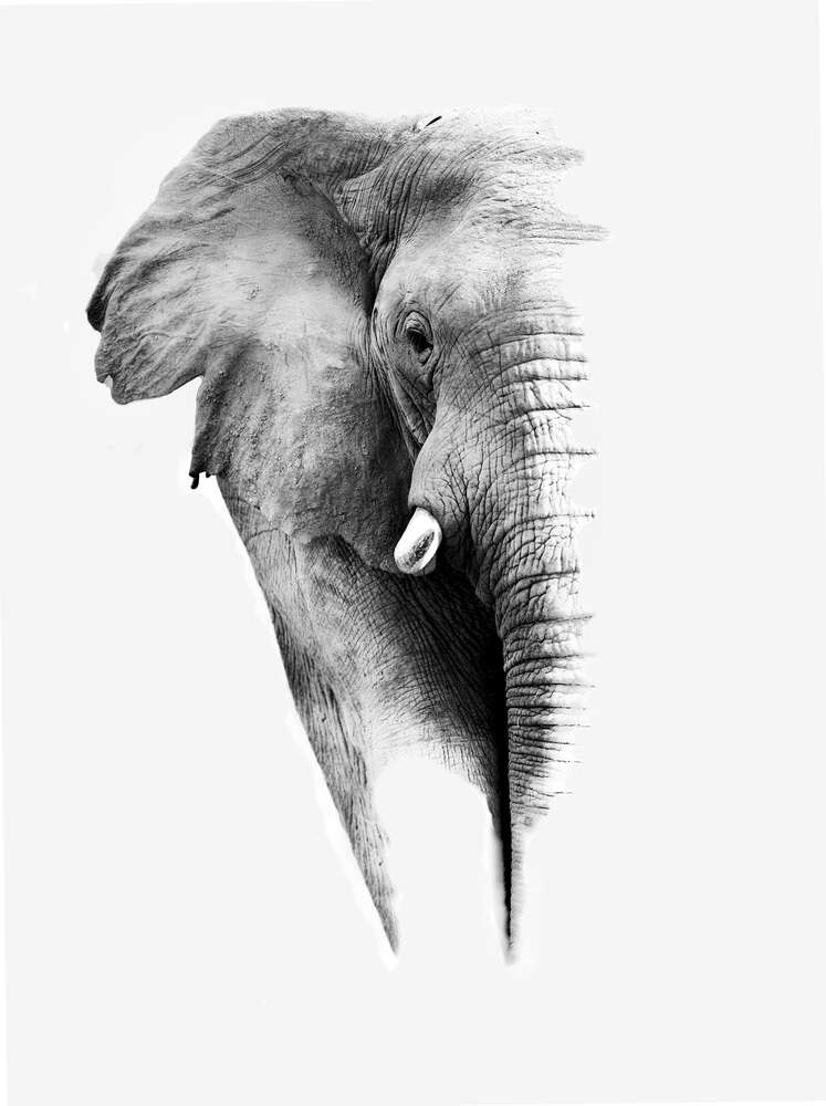 картина-постер Черно-белый портрет слона