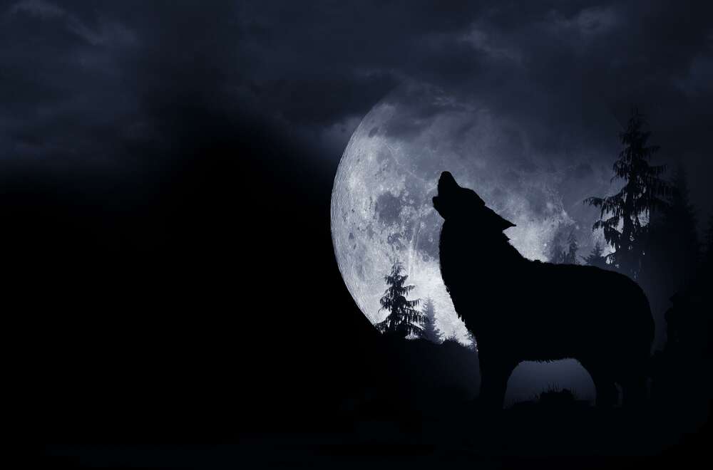 картина-постер Силуэт волка на фоне полной луны