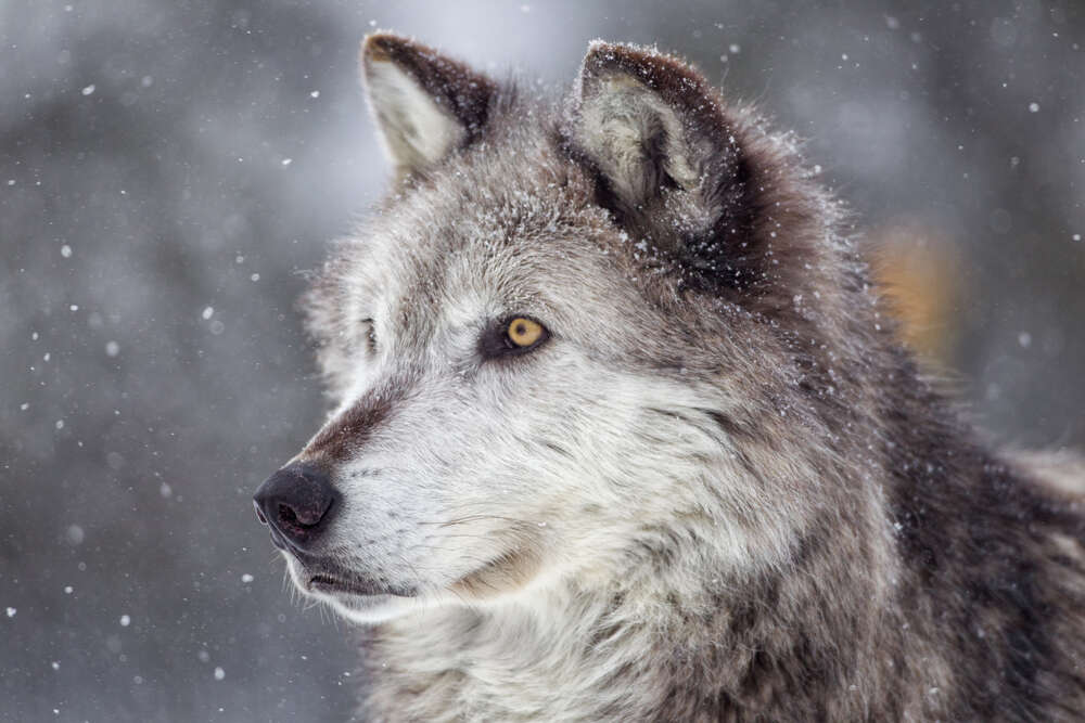 картина-постер Мохнатый серый волк увлеченный охотой