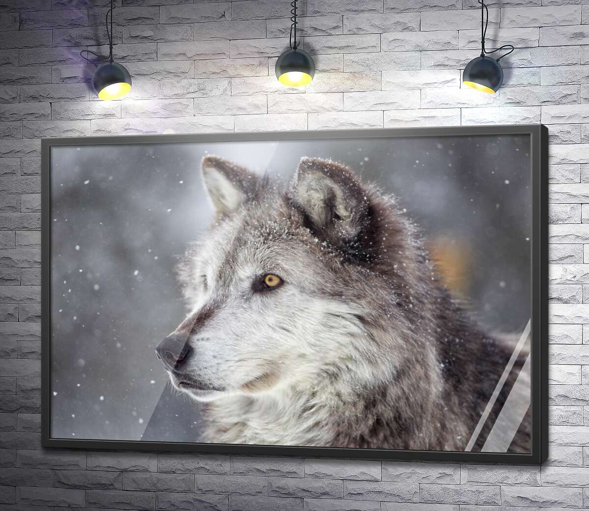 постер Волохатий сірий вовк захоплений полюванням