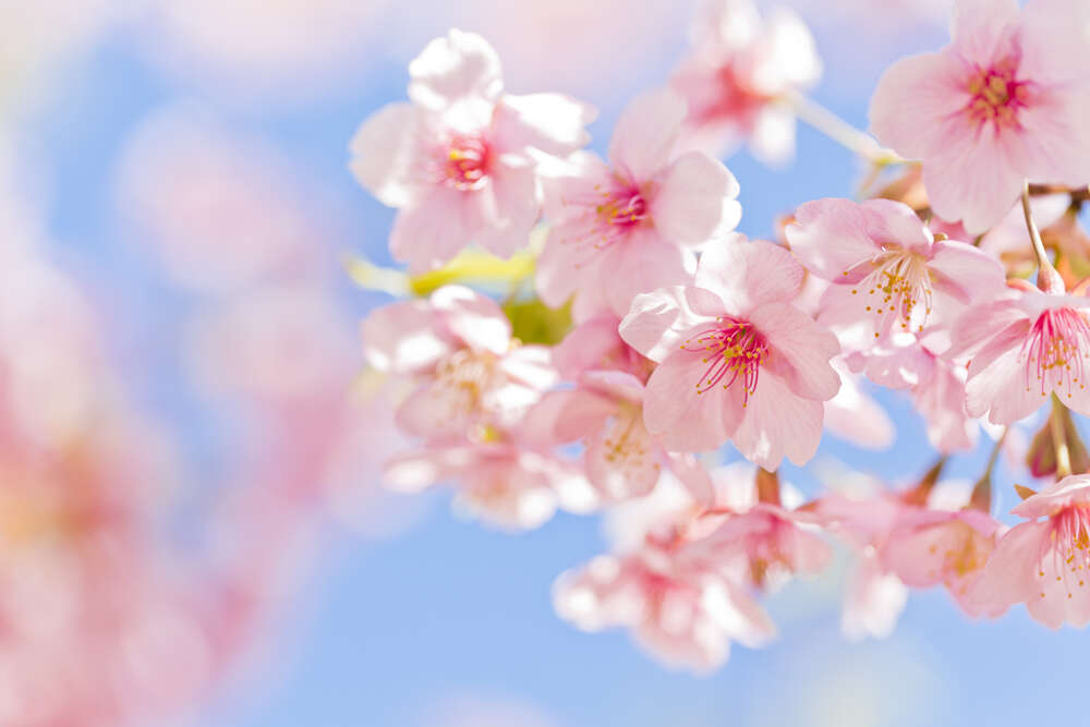 картина-постер Нежные цветы сакуры