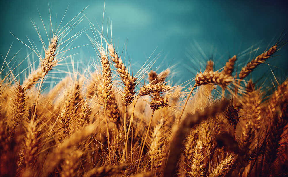картина-постер Спелые золотые колосья пшеницы