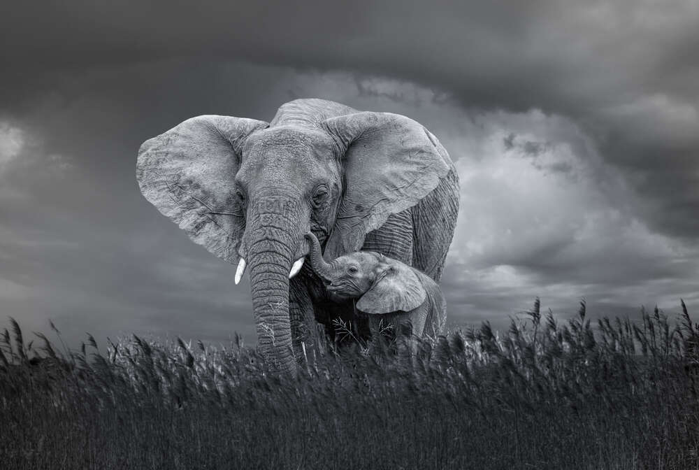 картина-постер Слон и слоненок в пасмурный день