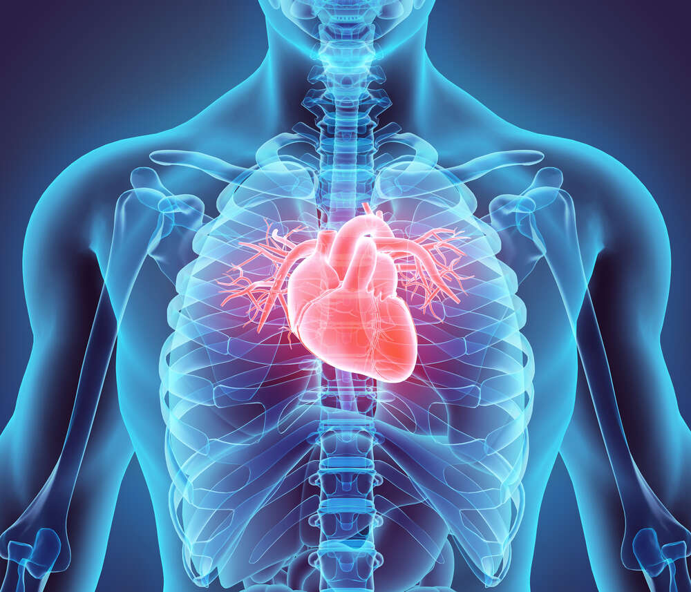 картина-постер Человеческое сердце внутри грудной клетки
