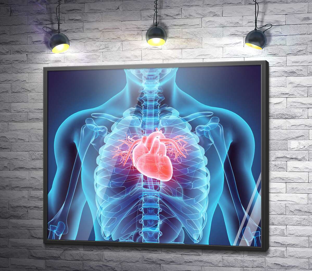 постер Человеческое сердце внутри грудной клетки