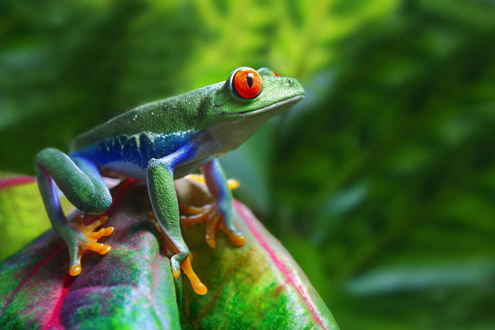 картина-постер Яскрава жаба червоноока квакша