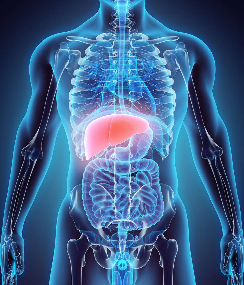 картина-постер Розташування печінки в черевній порожнині