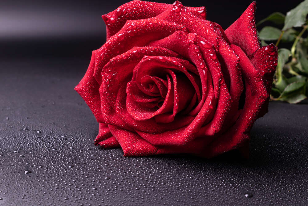картина-постер Червона троянда в краплях води