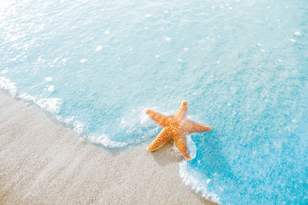 картина-постер Хвиля омиває морську зірку на березі