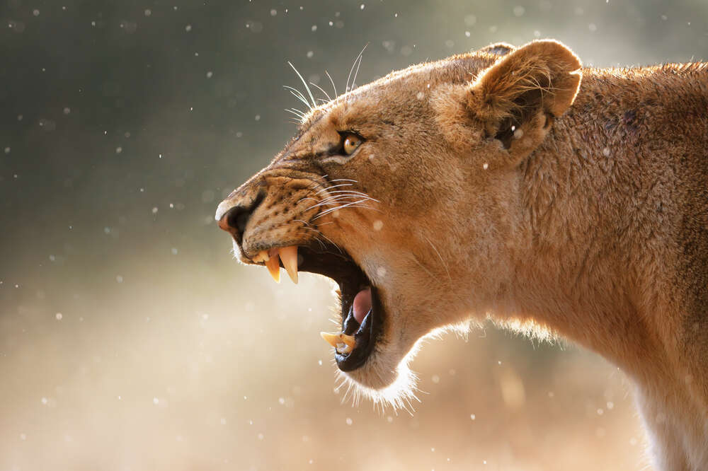 картина-постер Грізне гарчання левиці