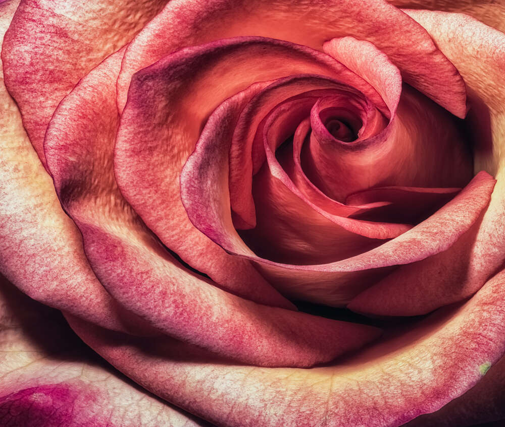 картина-постер Плямистий бутон троянди
