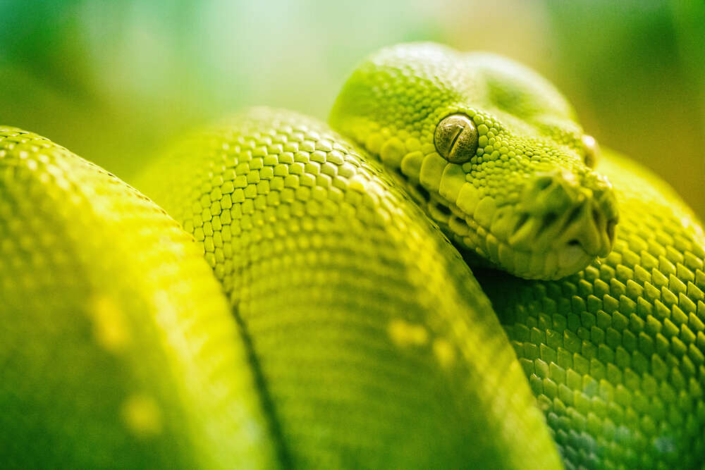 картина-постер Яскраво-зелена гримуча змія