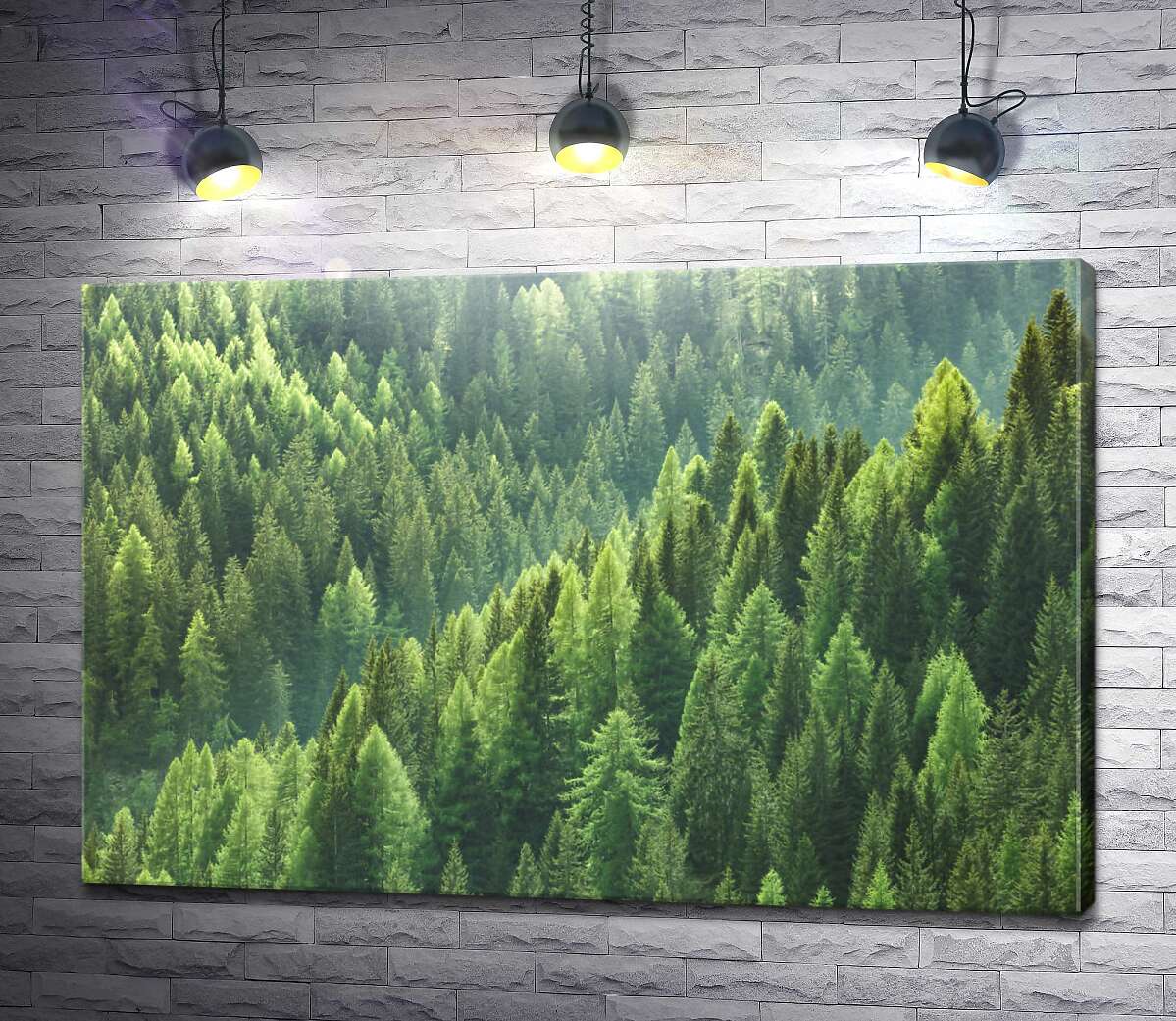 картина Верхушки зеленых сосен в густом лесу