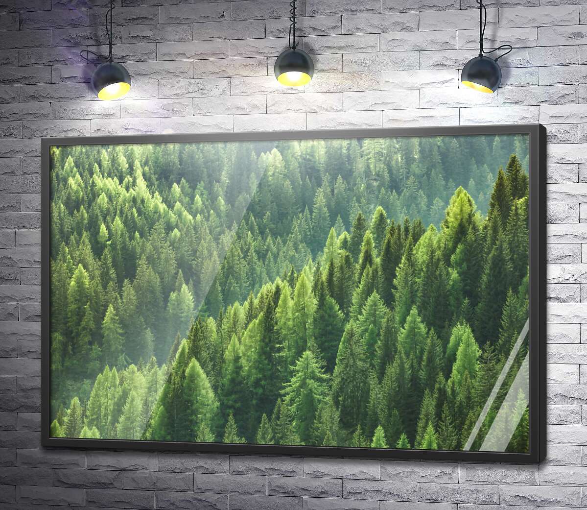 постер Верхівки зелених сосен у густому лісі