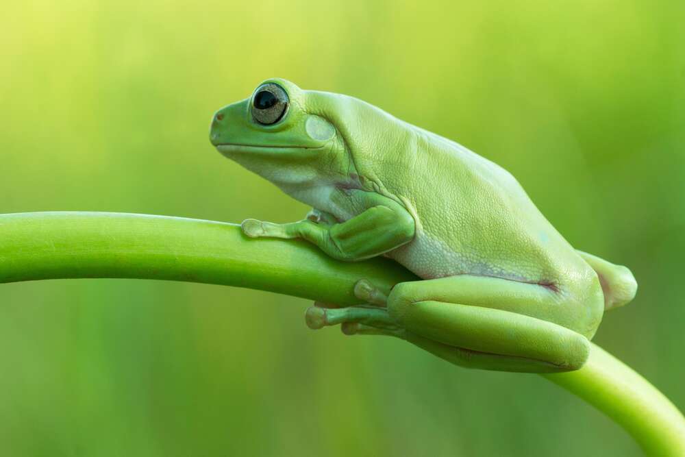 картина-постер Зеленая лягушка на стебле