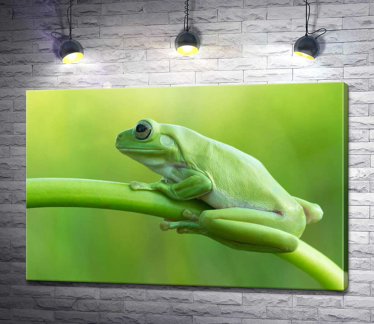 картина Зелена жаба на стеблі