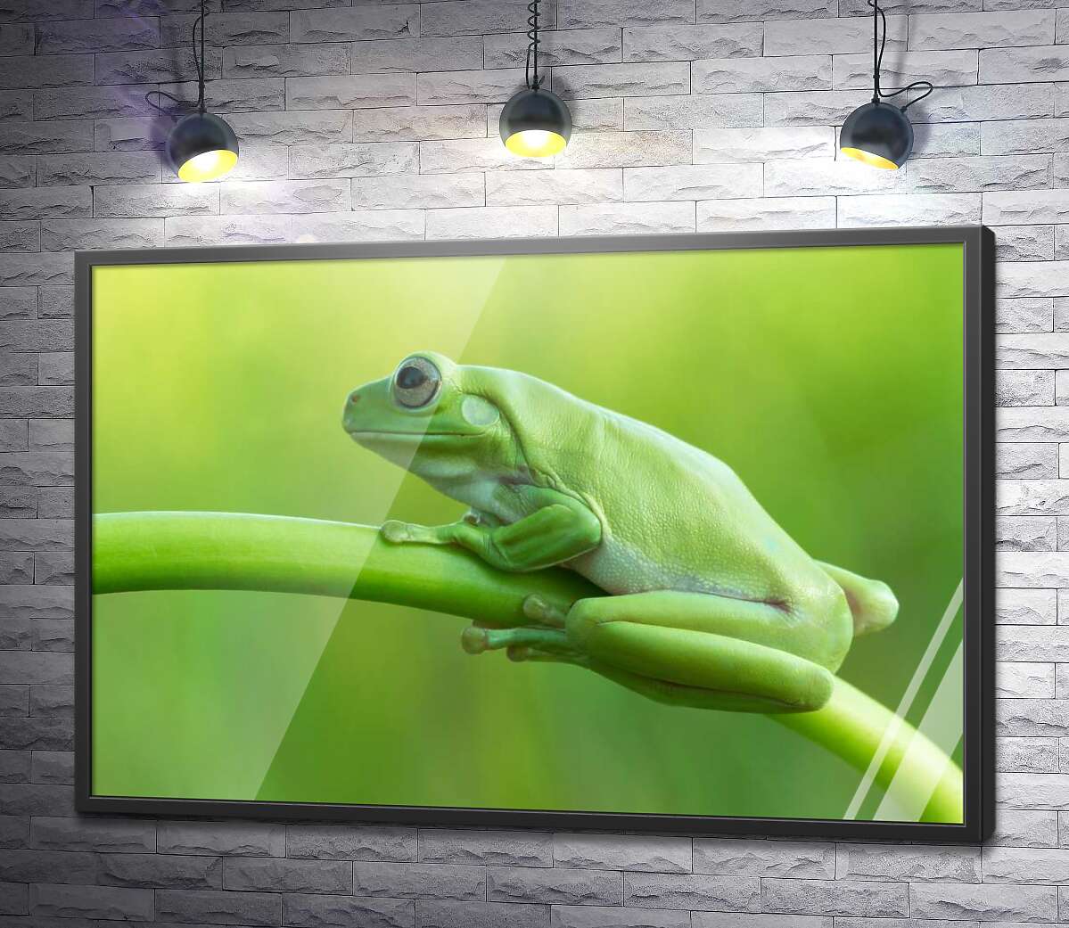 постер Зелена жаба на стеблі
