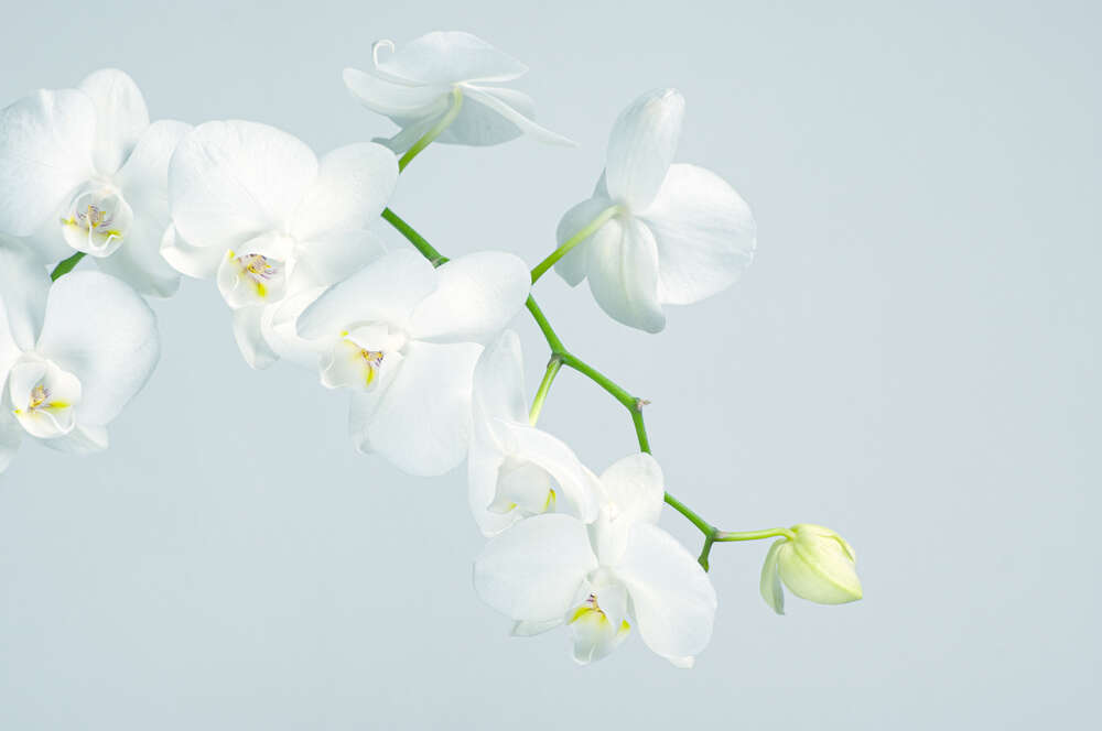 картина-постер Веточка белоснежных орхидей