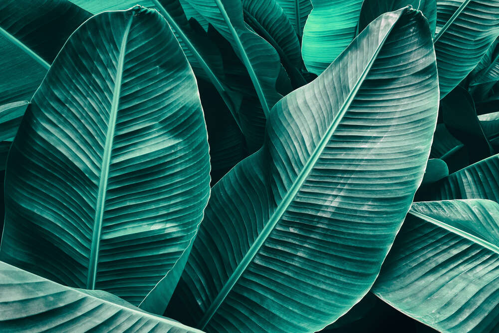 картина-постер Зеленые банановые листья