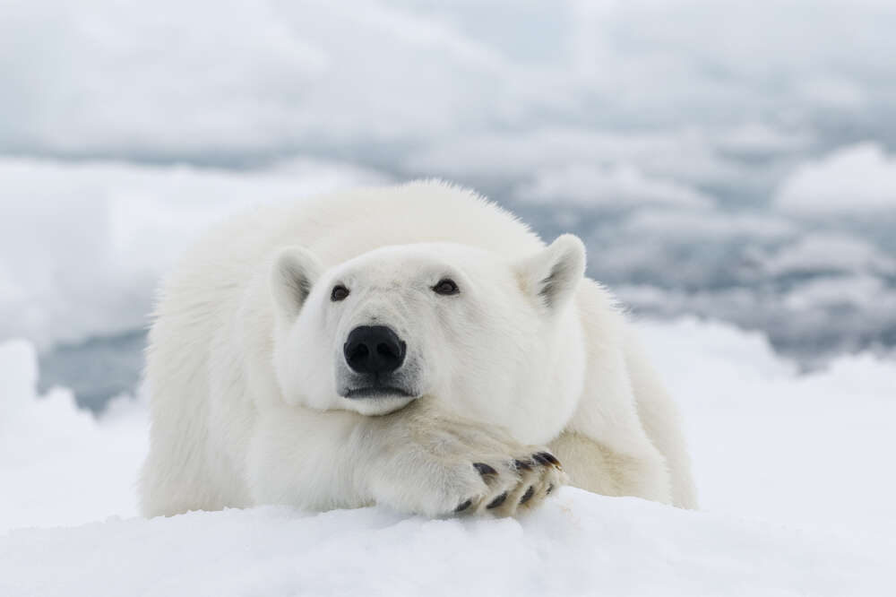 картина-постер Белый медведь отдыхает на снегу