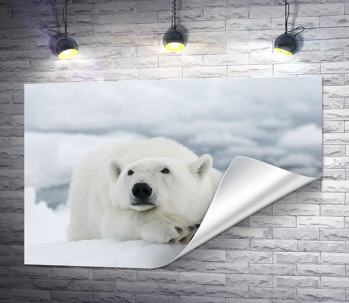 печать Белый медведь отдыхает на снегу