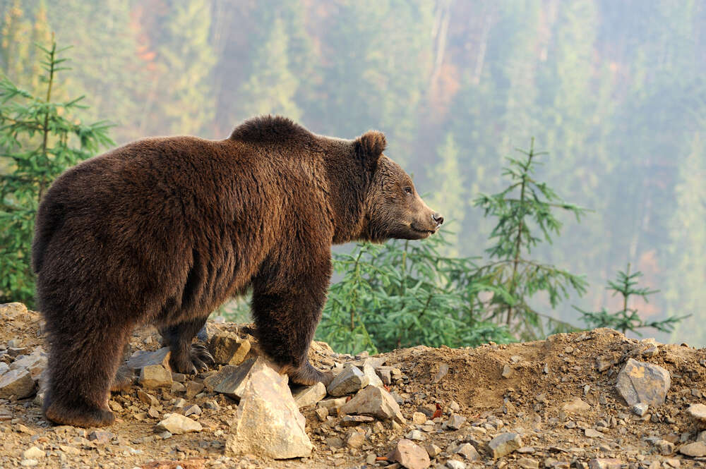 картина-постер Бурый медведь задумчиво глядит со склона горы