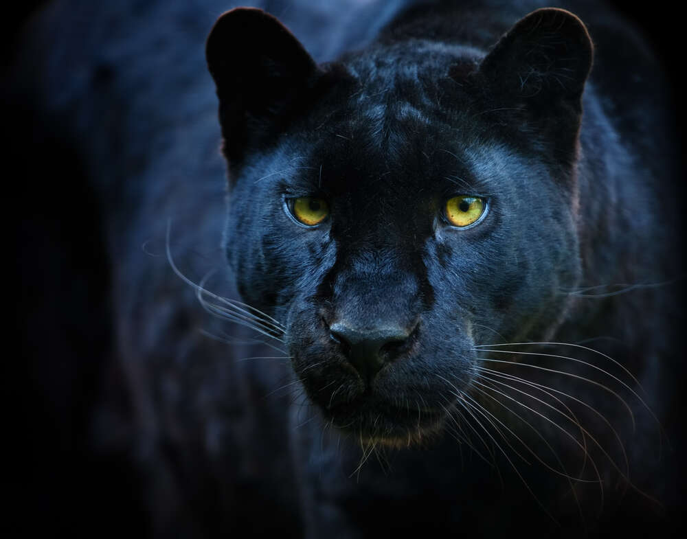 картина-постер Черная пантера с ярко желтыми глазами