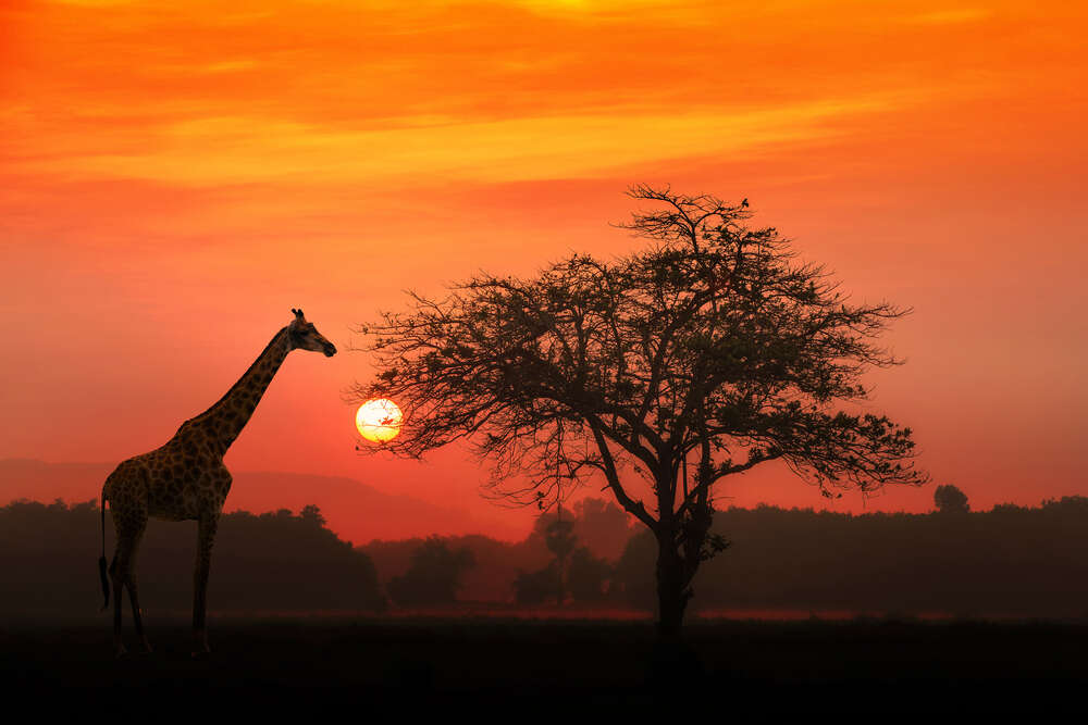 картина-постер Жираф біля дерева в савані на заході сонця