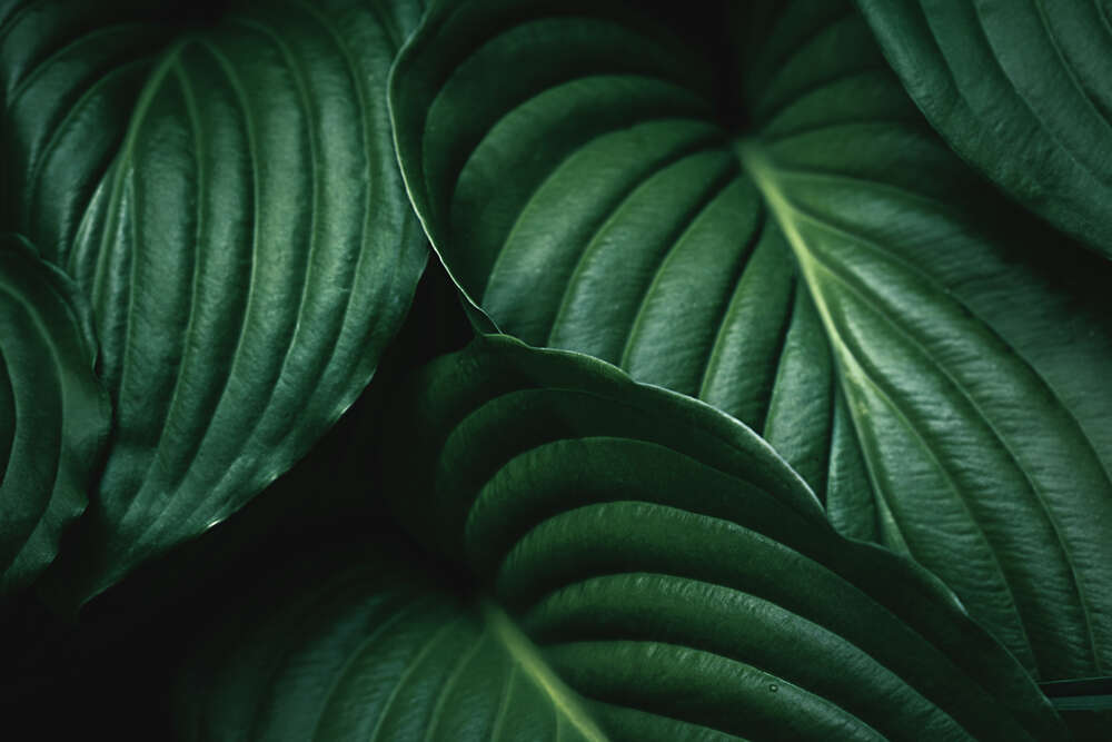картина-постер Темно-зелене тропічне листя