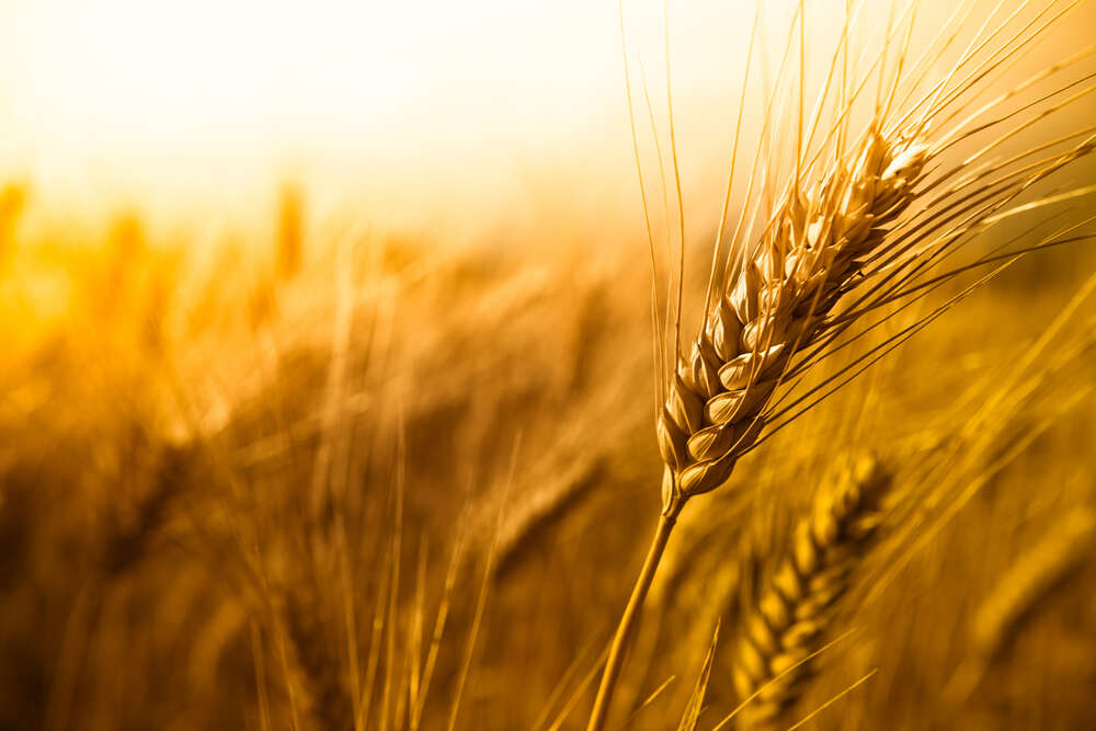 картина-постер Желтый колосок пшеницы крупным планом