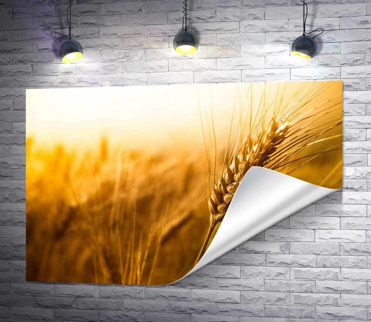 друк Жовтий колосок пшениці крупним планом
