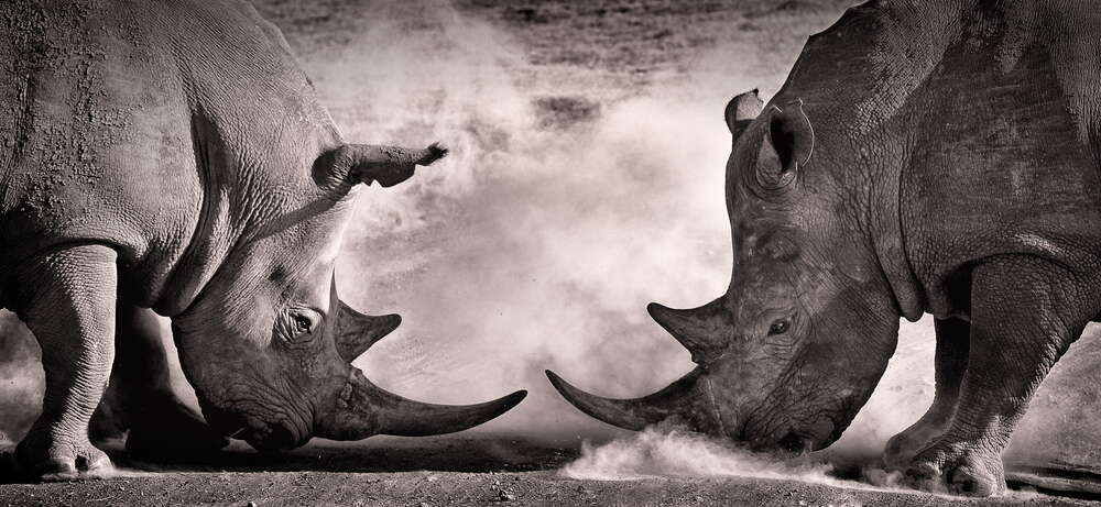 картина-постер Носороги перед схваткой