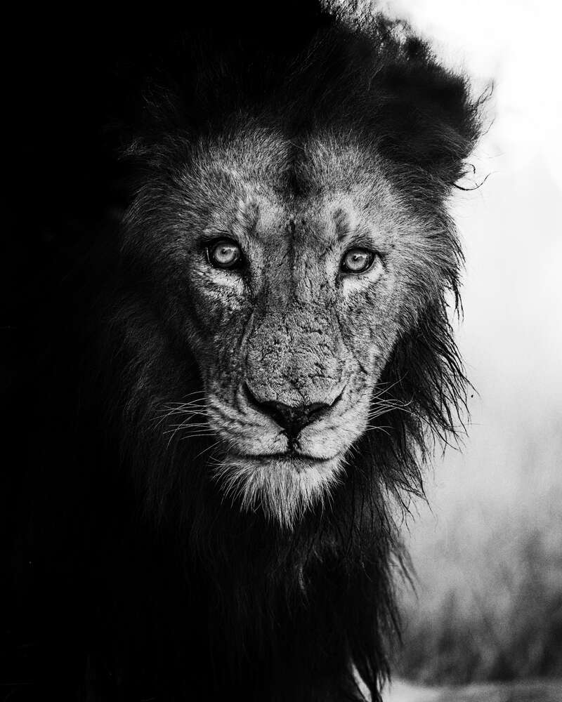 картина-постер Устрашающий образ льва после битвы