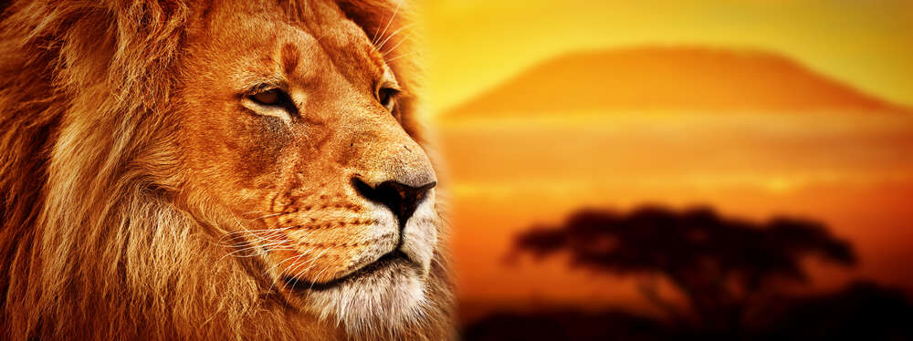 картина-постер Величественный лев на фоне саванны