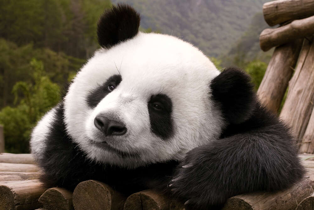 картина-постер Відпочиваюча панда