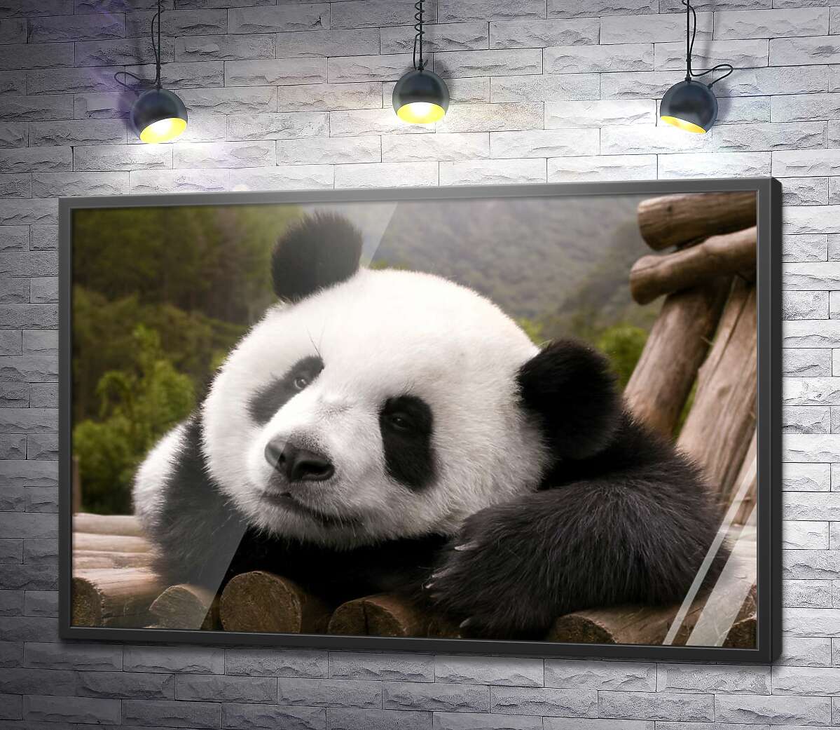 постер Отдыхающая панда