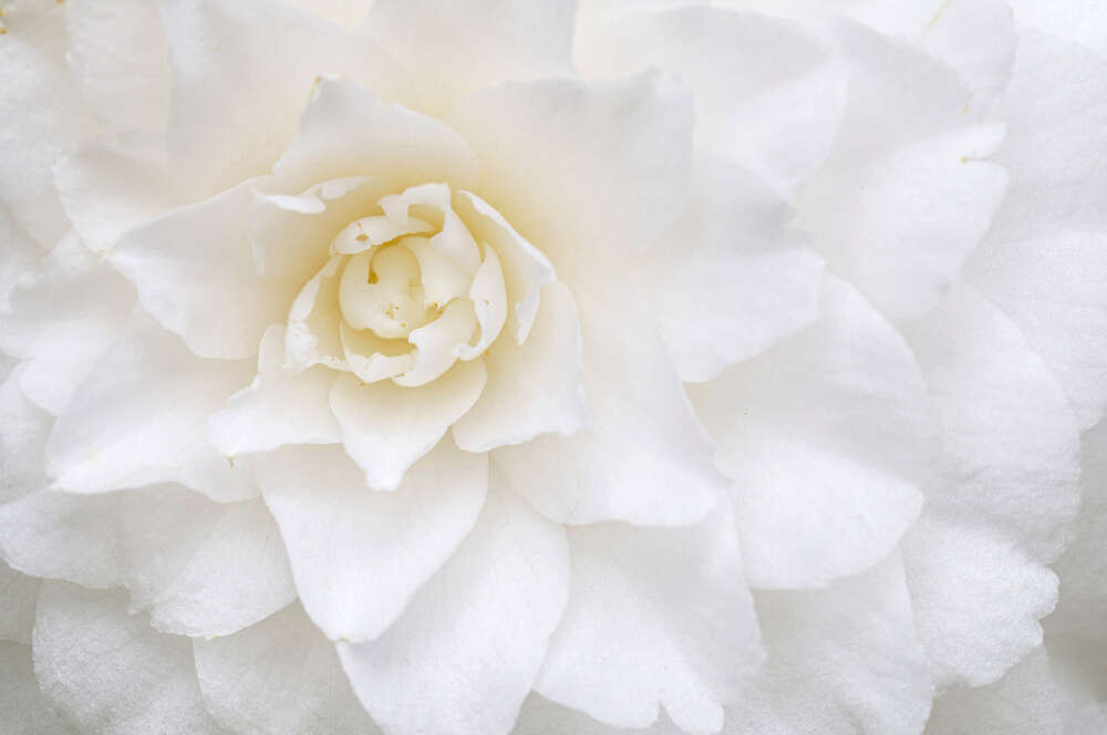картина-постер Біла квітка жоржини зблизька