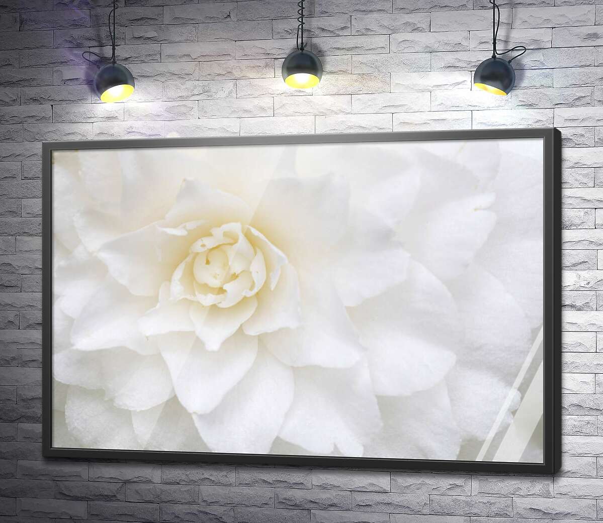 постер Белый цветок георгины сблизи