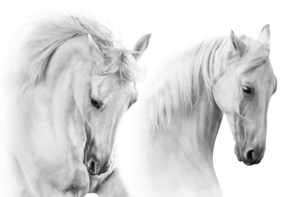 картина-постер Два белых грациозных коня