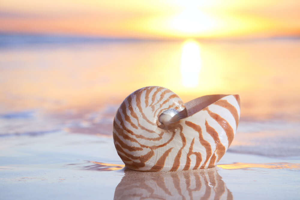 картина-постер Ракушка в песке на фоне заходящего солнца