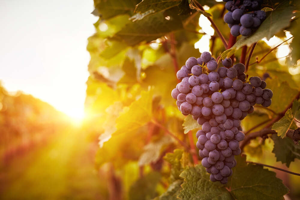 картина-постер Гроно стиглого винограду в променях сонця