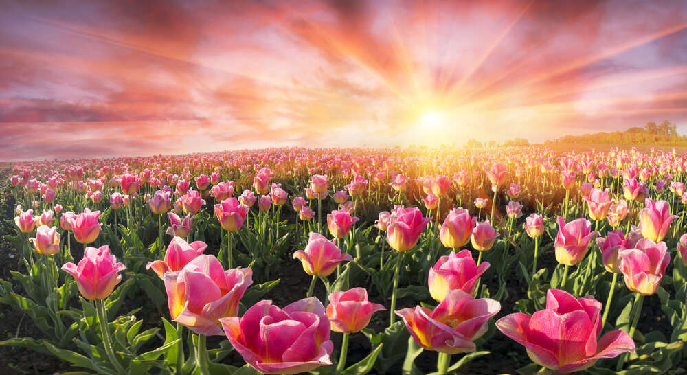 картина-постер Поле розовых тюльпанов на рассвете