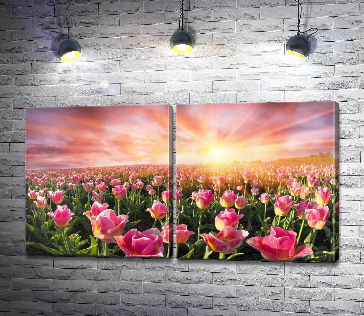 модульна картина Поле рожеві тюльпани на світанку