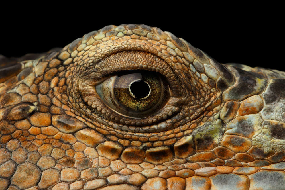 картина-постер Глаз рептилии крупным планом